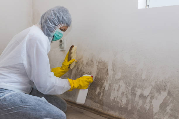 Best Fast Mold Removal  in Pike Creek Valley, DE