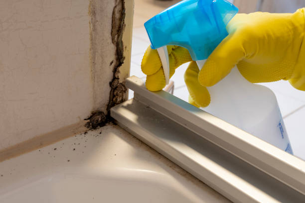 Best Emergency Mold Removal  in Pike Creek Valley, DE