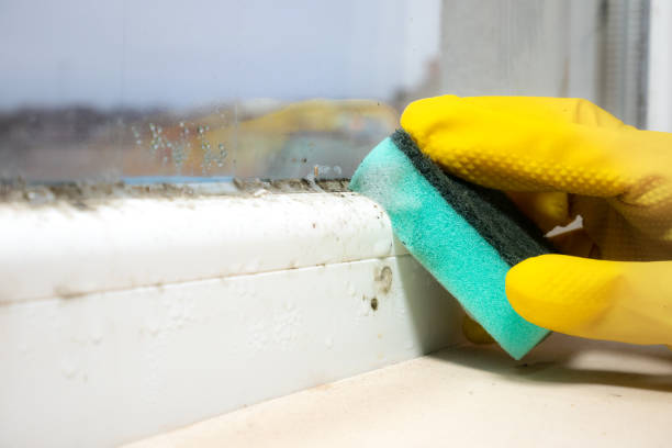 Best Same-Day Mold Removal  in Pike Creek Valley, DE