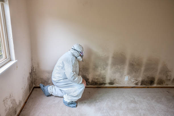 Best Residential Mold Removal  in Pike Creek Valley, DE