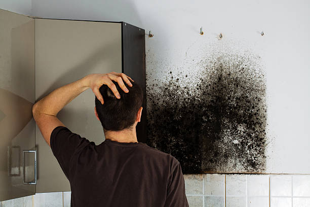 Best Black Mold Removal  in Pike Creek Valley, DE